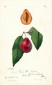 Prunus domestica Tucker - William Henry Prestele — Ansicht des Kunstwerks