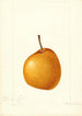 Pyrus communis Madame von Seiboldt - William Henry Prestele — Ansicht des Kunstwerks