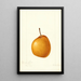 Pyrus communis Madame von Seiboldt - William Henry Prestele — gerahmtes Bild an der Wand