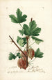 Ribes Jewett - William Henry Prestele — Ansicht des Kunstwerks