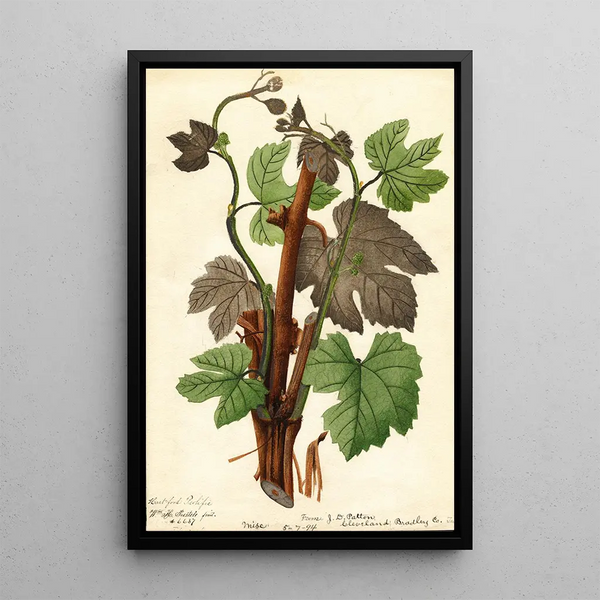 William Henry Prestele - Vitis Hartford Prolific.webp