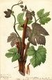 Vitis Hartford Prolific - William Henry Prestele — Ansicht des Kunstwerks