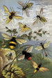 Hyménoptères - William Houghton — Ansicht des Kunstwerks