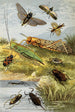 Rhynchotes Orthoptères - William Houghton — Ansicht des Kunstwerks