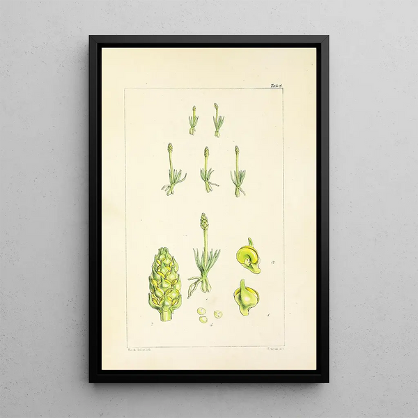 William Jackson Hooker - A century of ferns Pl08.webp