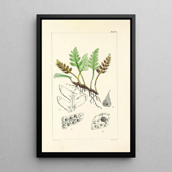 William Jackson Hooker - A century of ferns Pl34.webp