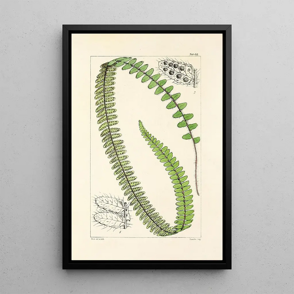 William Jackson Hooker - A century of ferns Pl46.webp