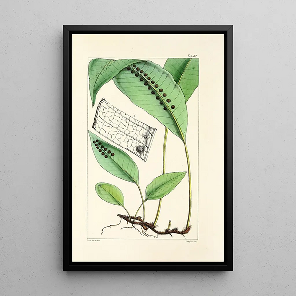 William Jackson Hooker - A century of ferns Pl49.webp