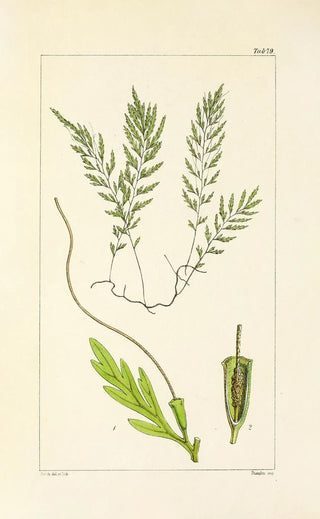 William Jackson Hooker - A century of ferns Pl75.webp