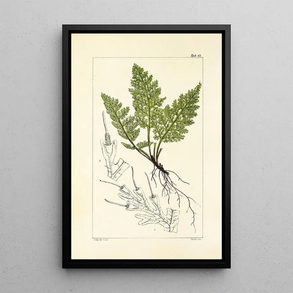 William Jackson Hooker - A century of ferns Pl78.webp
