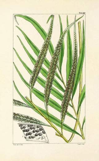 William Jackson Hooker - A century of ferns Pl86.webp