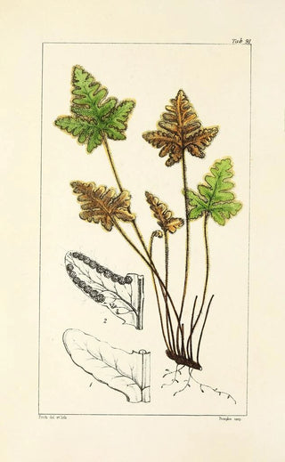 William Jackson Hooker - A century of ferns Pl87.webp