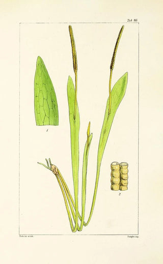 William Jackson Hooker - A century of ferns Pl91.webp