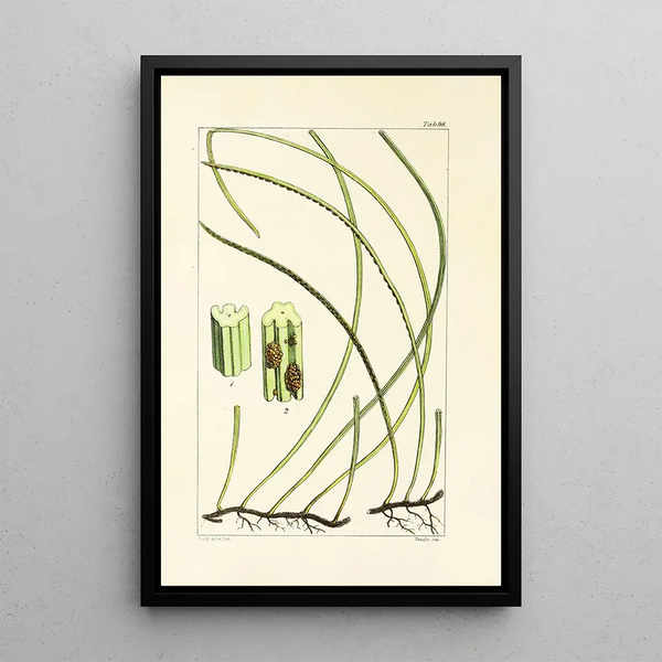 William Jackson Hooker - A century of ferns Pl94.webp