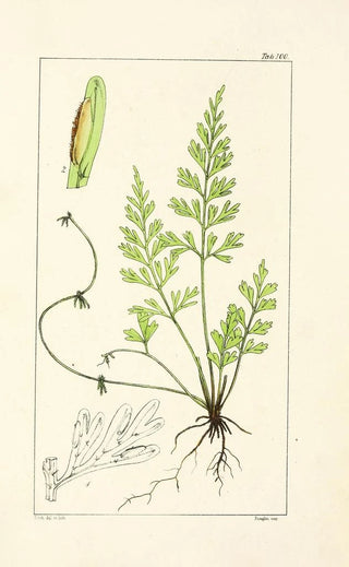 William Jackson Hooker - A century of ferns Pl96.webp