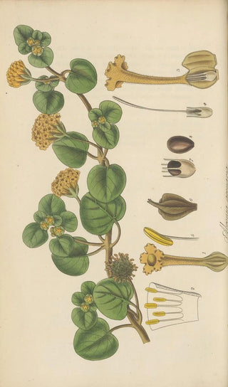 William Jackson Hooker - Abronia arenaria.webp