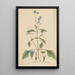 Ageratum conyzoides - William Jackson Hooker — gerahmtes Bild an der Wand