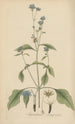 Ageratum conyzoides - William Jackson Hooker — Ansicht des Kunstwerks