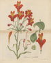 Belle Alstroemeria - William Jackson Hooker — Ansicht des Kunstwerks