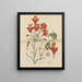 Belle Alstroemeria - William Jackson Hooker — gerahmtes Bild an der Wand