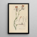 Alstroemeria tricolor - William Jackson Hooker — gerahmtes Bild an der Wand