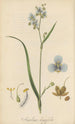 Aneilema longifolia - William Jackson Hooker — Ansicht des Kunstwerks