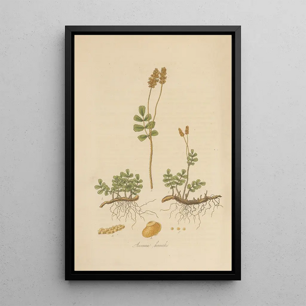 William Jackson Hooker - Anemia humilis.webp