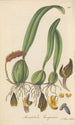 Anisopetalum Careyanum - William Jackson Hooker — Ansicht des Kunstwerks