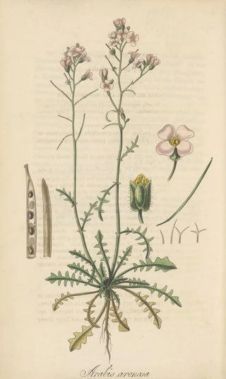 William Jackson Hooker - Arabis arenosa.webp