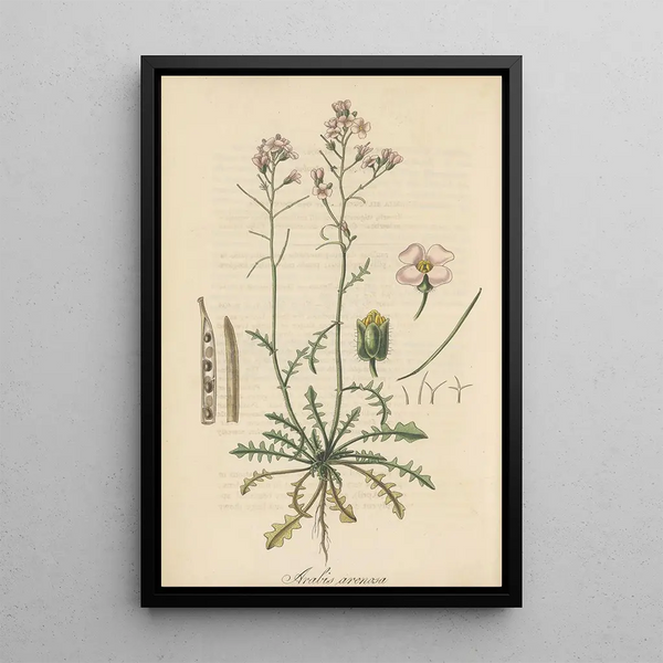William Jackson Hooker - Arabis arenosa.webp