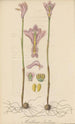 Arethusa bulbosa - William Jackson Hooker — Ansicht des Kunstwerks