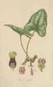 Asarum arifolium - William Jackson Hooker — Ansicht des Kunstwerks