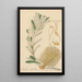 Banksia verticillata - William Jackson Hooker — gerahmtes Bild an der Wand