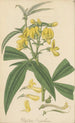 Baptisia nepalensis - William Jackson Hooker — Ansicht des Kunstwerks