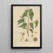 Begonia humilis - William Jackson Hooker — gerahmtes Bild an der Wand