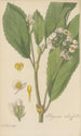 Begonia ulmifolia - William Jackson Hooker — Ansicht des Kunstwerks
