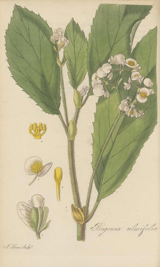 William Jackson Hooker - Begonia ulmifolia.webp