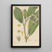 Begonia ulmifolia - William Jackson Hooker — gerahmtes Bild an der Wand