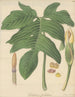 Caladium pedatum - William Jackson Hooker — Ansicht des Kunstwerks