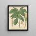 Caladium pedatum - William Jackson Hooker — gerahmtes Bild an der Wand