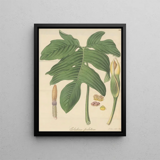 William Jackson Hooker - Caladium pedatum.webp