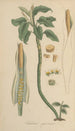 Caladium seguinum - William Jackson Hooker — Ansicht des Kunstwerks