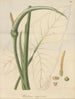 Ein unberührter Caladium - William Jackson Hooker — Ansicht des Kunstwerks