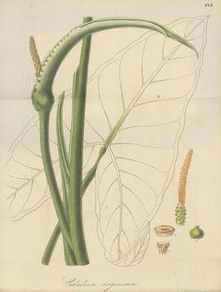 William Jackson Hooker - Caladium virginicum.webp