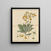 Calceolaria paralia - William Jackson Hooker — gerahmtes Bild an der Wand