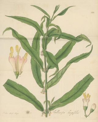 William Jackson Hooker - Callicarpa longifolia.webp