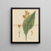Canna indica var. maculata - William Jackson Hooker — gerahmtes Bild an der Wand