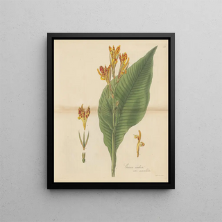 William Jackson Hooker - Canna indica var maculata.webp