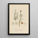 Cardamine resedifolia - William Jackson Hooker — gerahmtes Bild an der Wand