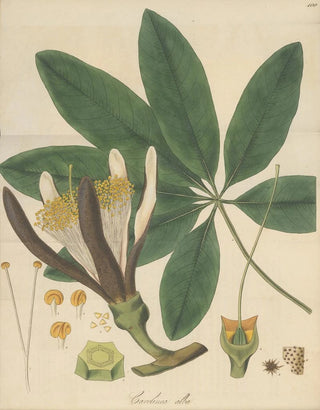 William Jackson Hooker - Carolinea alba.webp